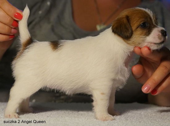 szczenięta po championach Jack Russell Terrier ZKwP FCI Zamarra 