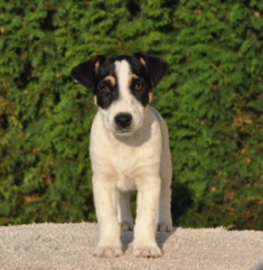 Jack Russel Terrier pieski Fioletowa Magia FCI