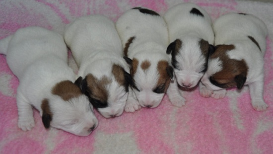 Jack Russell Terrier szczeniaki Fioletowa Magia FCI 
